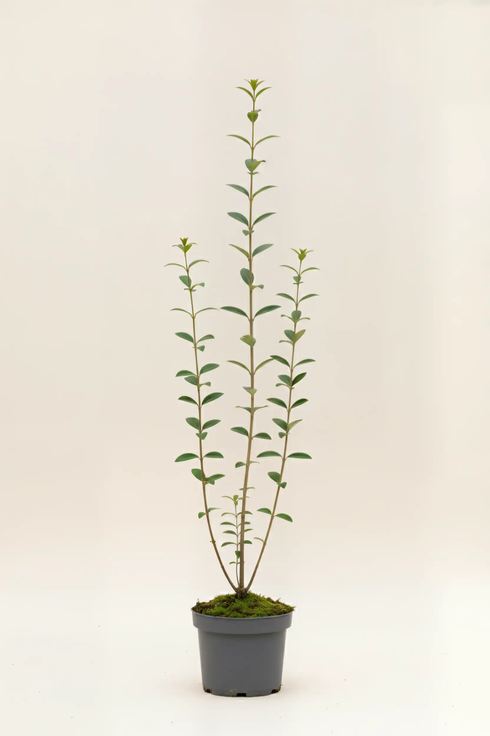 Liguster liga häck Budgetpack i kruka 100-140cm - Ger omedelbar insynsskydd