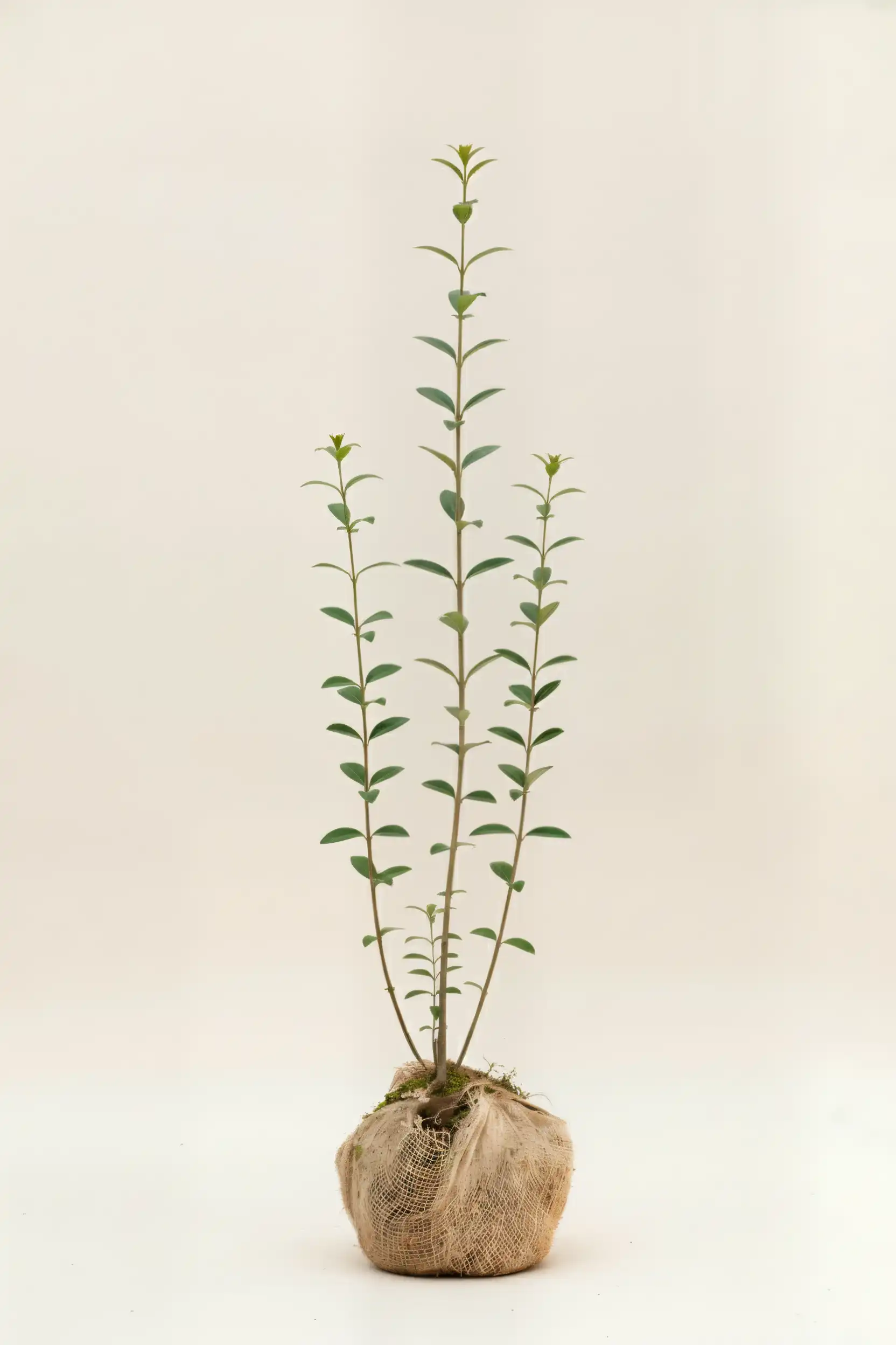 Liguster liga häck Budgetpack med rotklump 100-140cm - Ger omedelbar insynsskydd