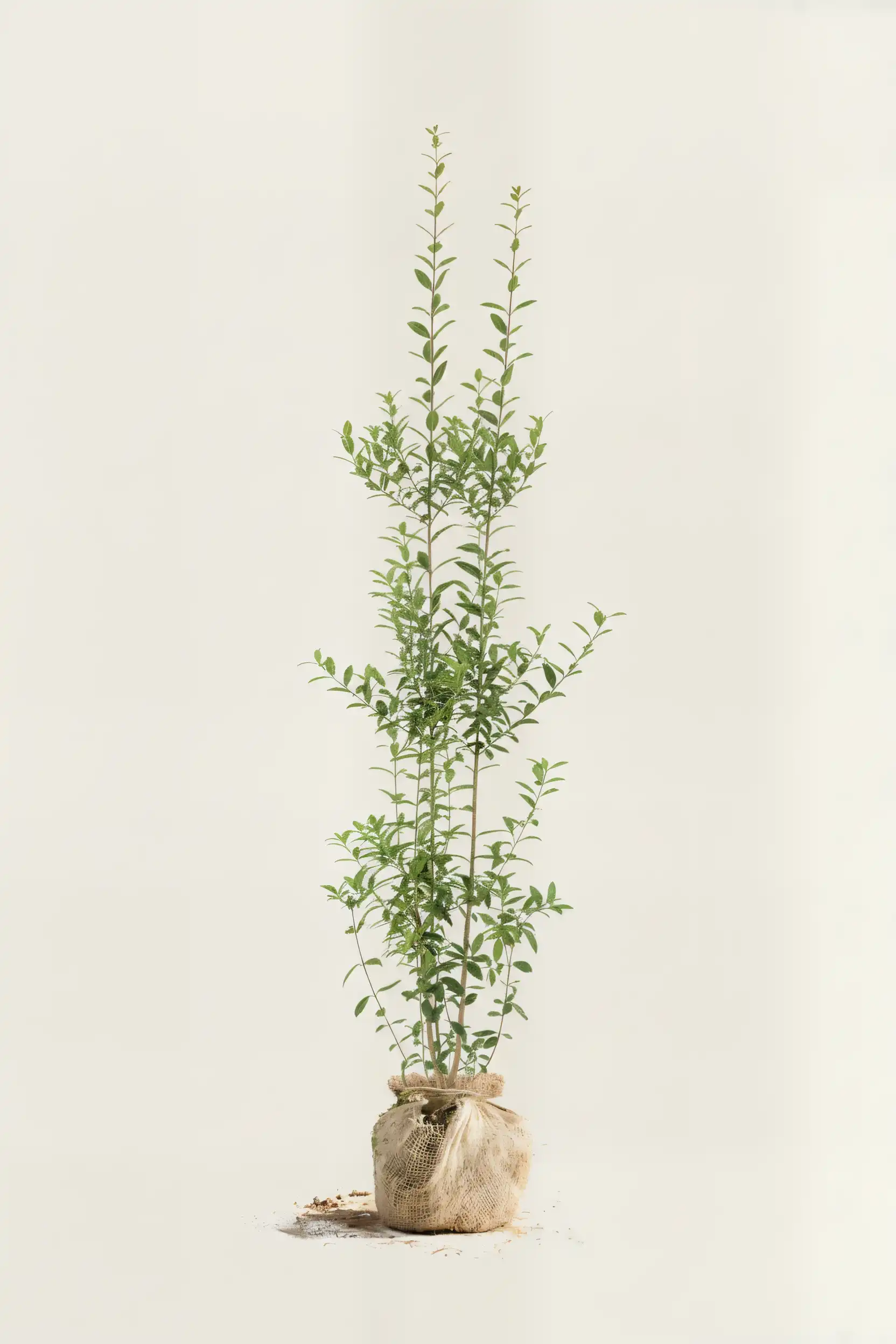 Liguster liga häck Budgetpack med rotklump 180-220cm - Ger omedelbar insynsskydd