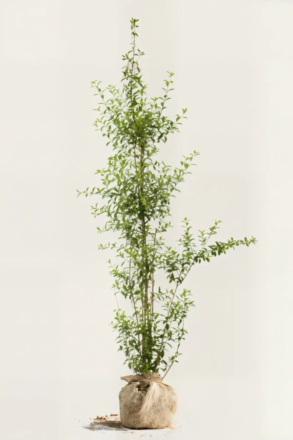 Liguster liga häck Budgetpack med rotklump 220-260cm - Ger omedelbar insynsskydd