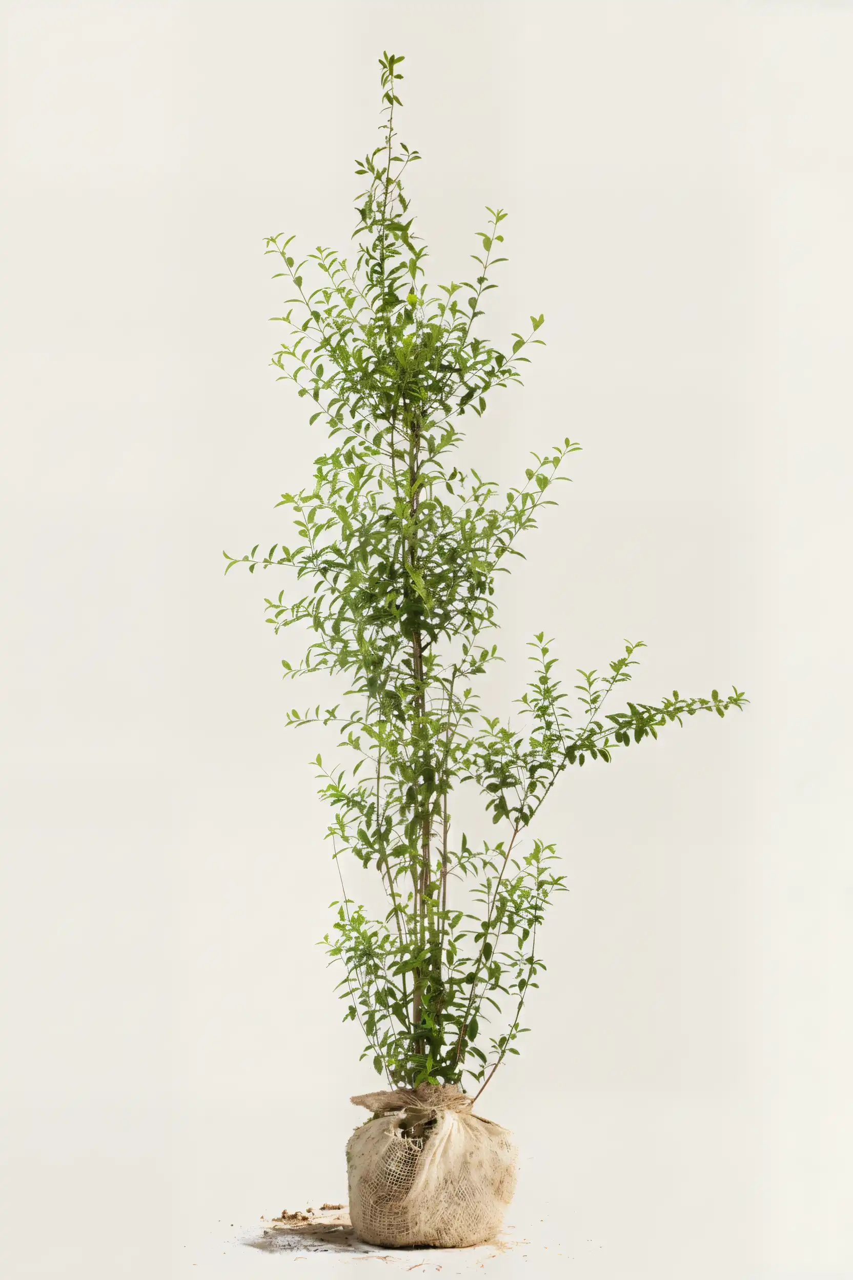 Liguster liga häck Budgetpack med rotklump 220-260cm - Ger omedelbar insynsskydd