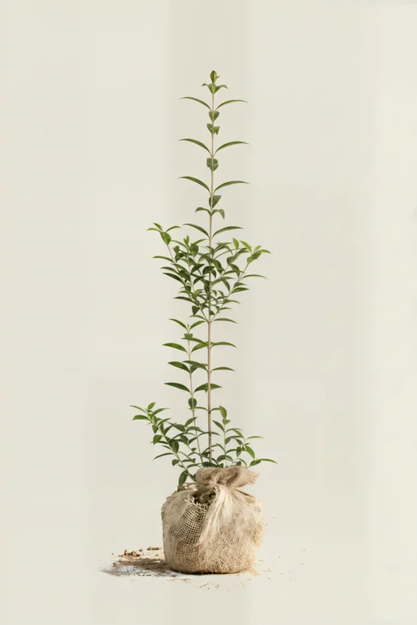 Liguster liga häck Budgetpack med rotklump 60-100cm - Ger omedelbar insynsskydd