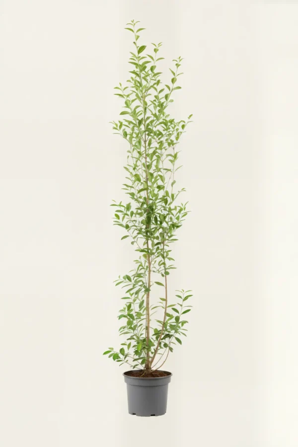 Bredbladig liguster häck Budgetpack i kruka 180-220cm - Ger omedelbar insynsskydd
