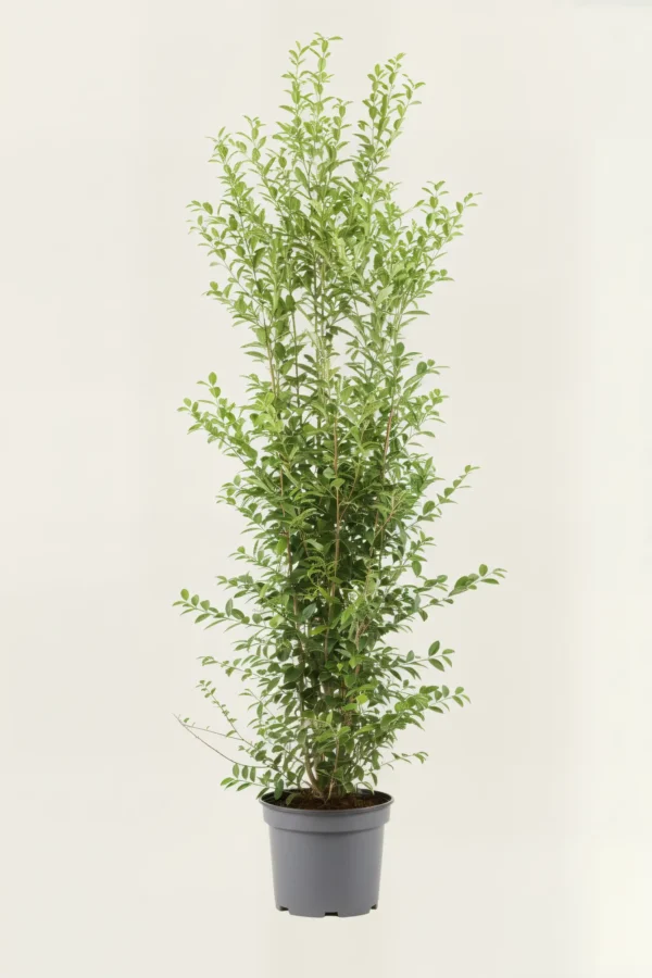 Bredbladig liguster häck Budgetpack i kruka 220-260cm - Ger omedelbar insynsskydd