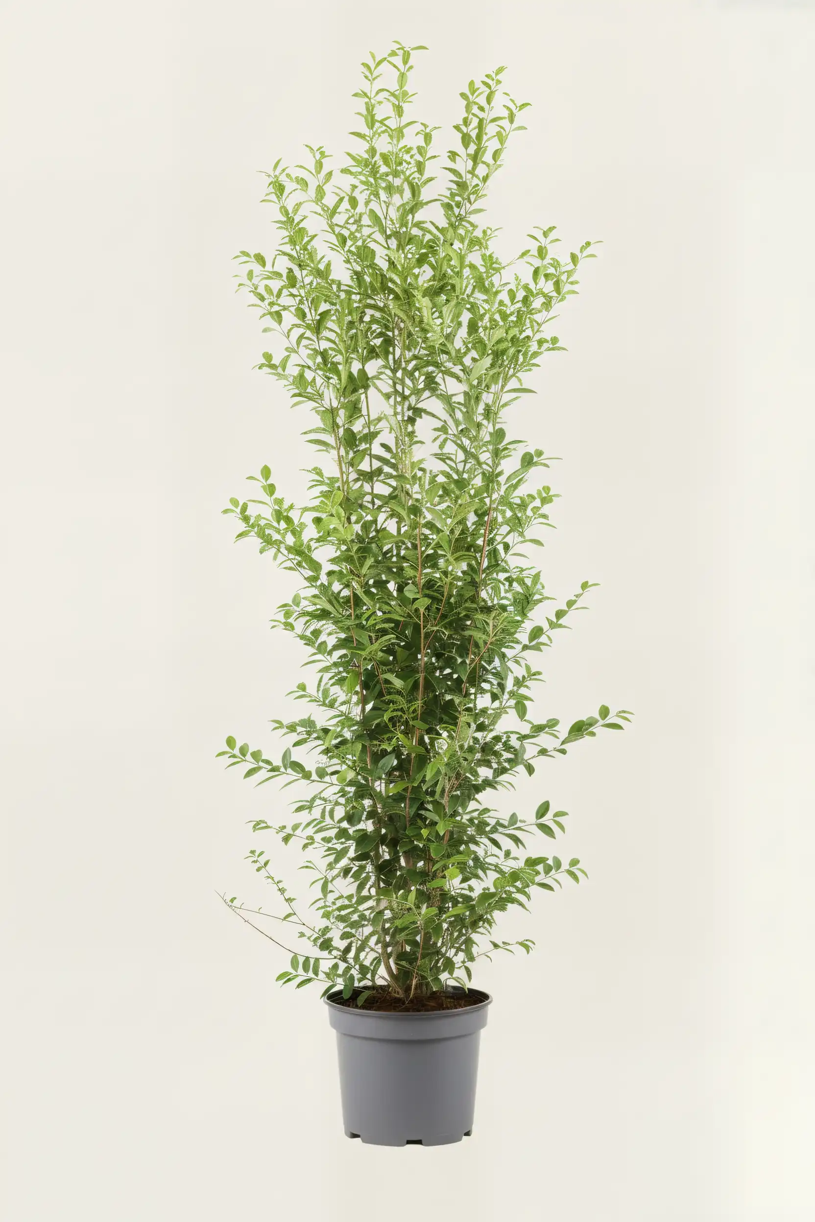 Bredbladig liguster häck Budgetpack i kruka 220-260cm - Ger omedelbar insynsskydd