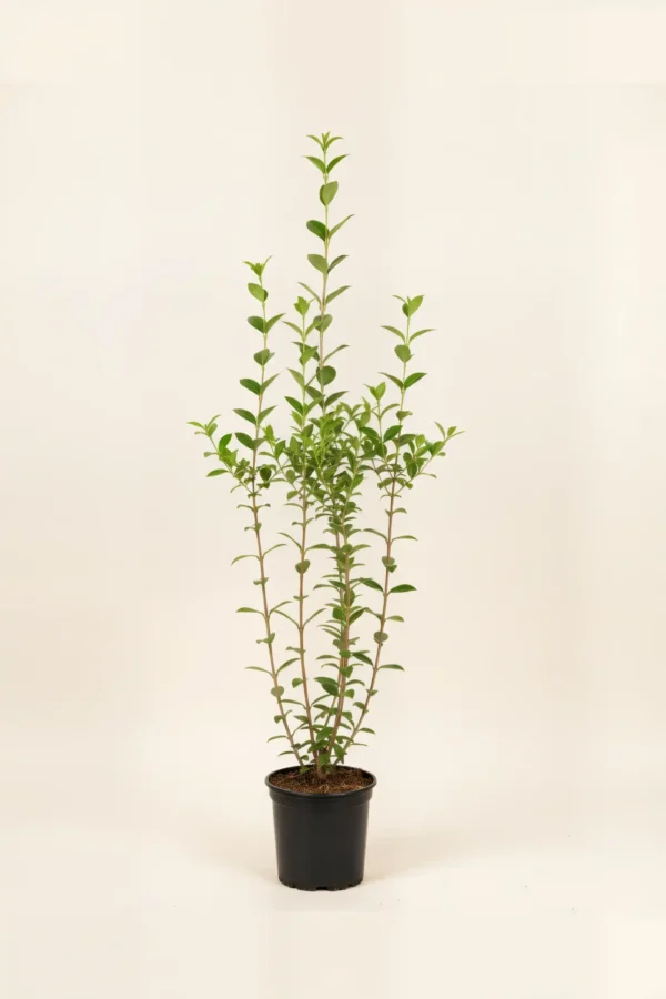 Bredbladig liguster häck Budgetpack i kruka 100-140cm - Ger omedelbar insynsskydd