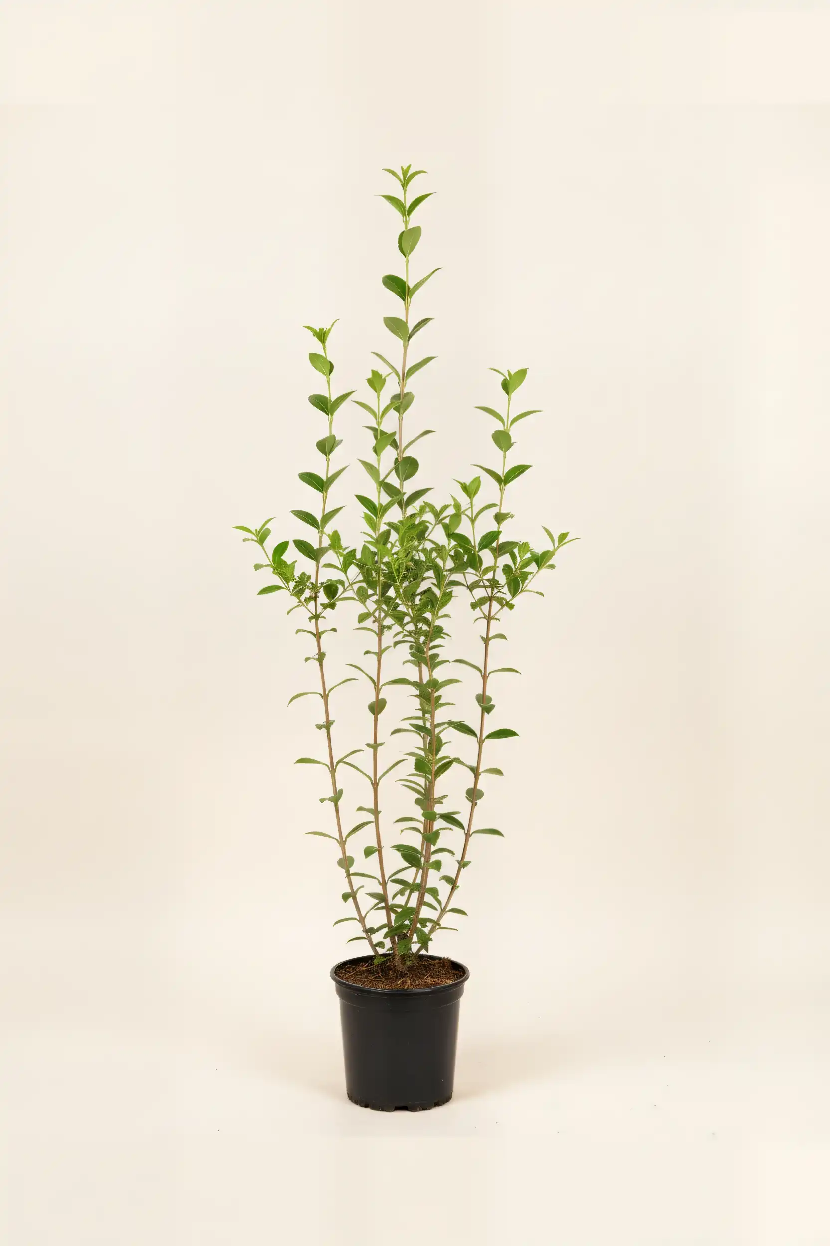 Bredbladig liguster häck Budgetpack i kruka 100-140cm - Ger omedelbar insynsskydd