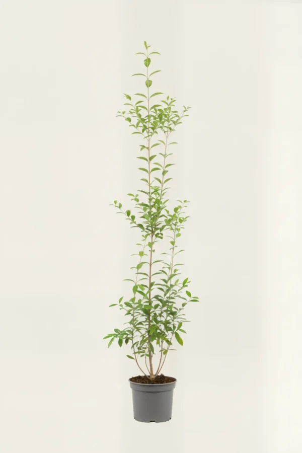 Bredbladig liguster häck Budgetpack i kruka 140-180cm - Ger omedelbar insynsskydd