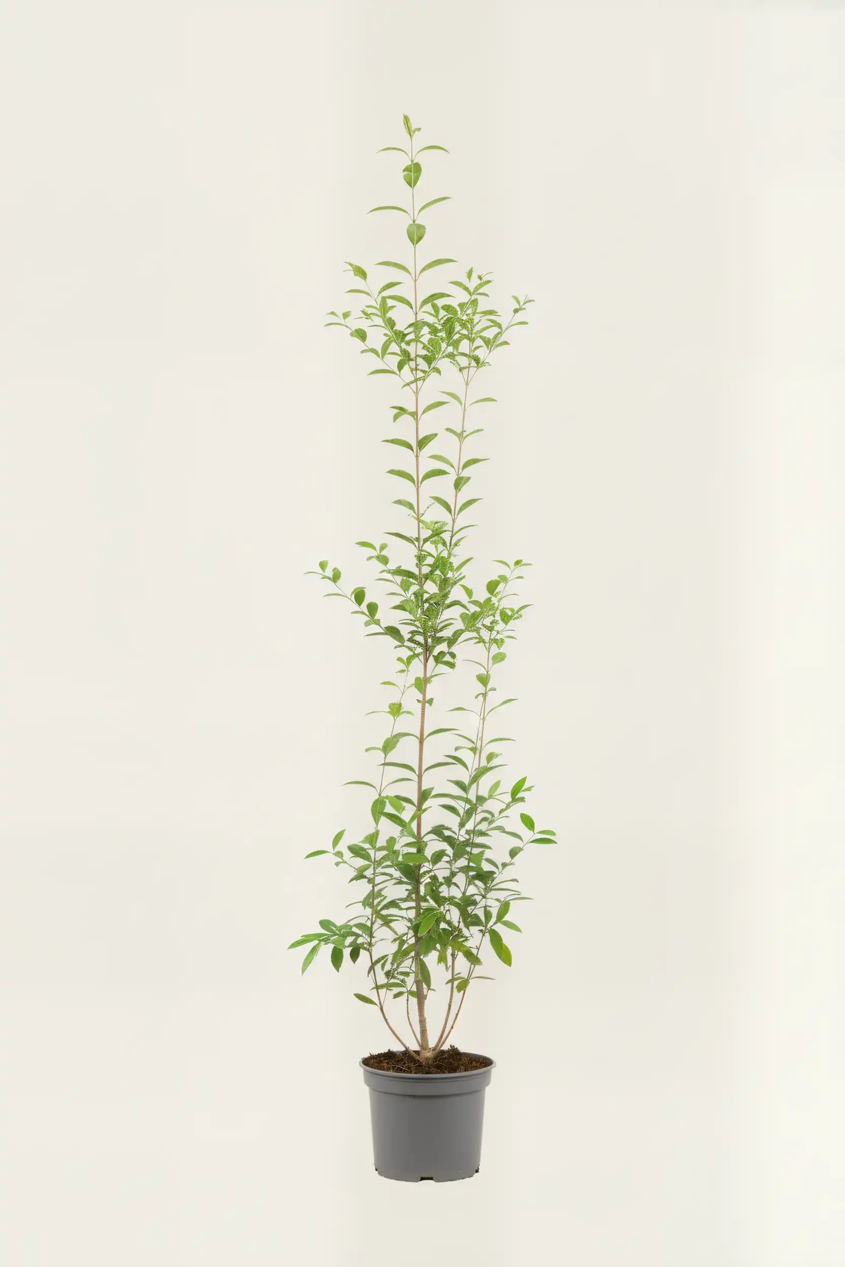 Bredbladig liguster häck Budgetpack i kruka 140-180cm - Ger omedelbar insynsskydd