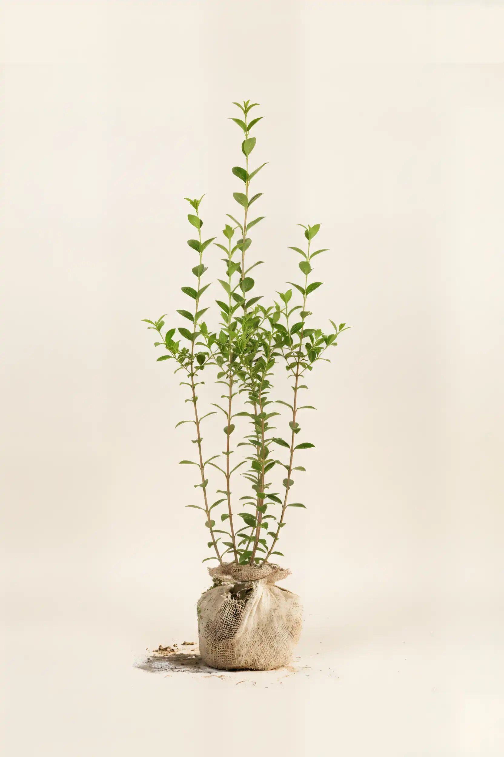 Bredbladig liguster häck Budgetpack med rotklump 100-140cm - Ger omedelbar insynsskydd