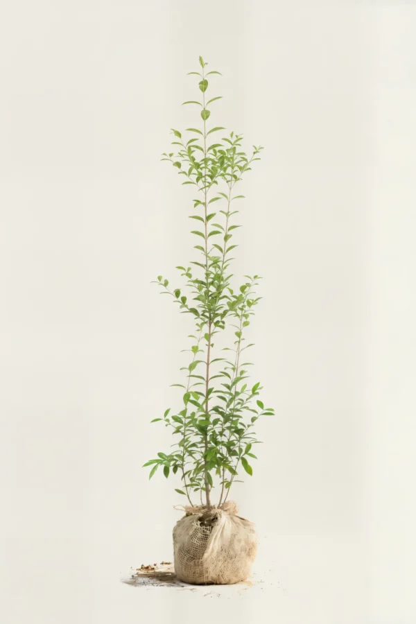 Bredbladig liguster häck Budgetpack med rotklump 140-180cm - Ger omedelbar insynsskydd