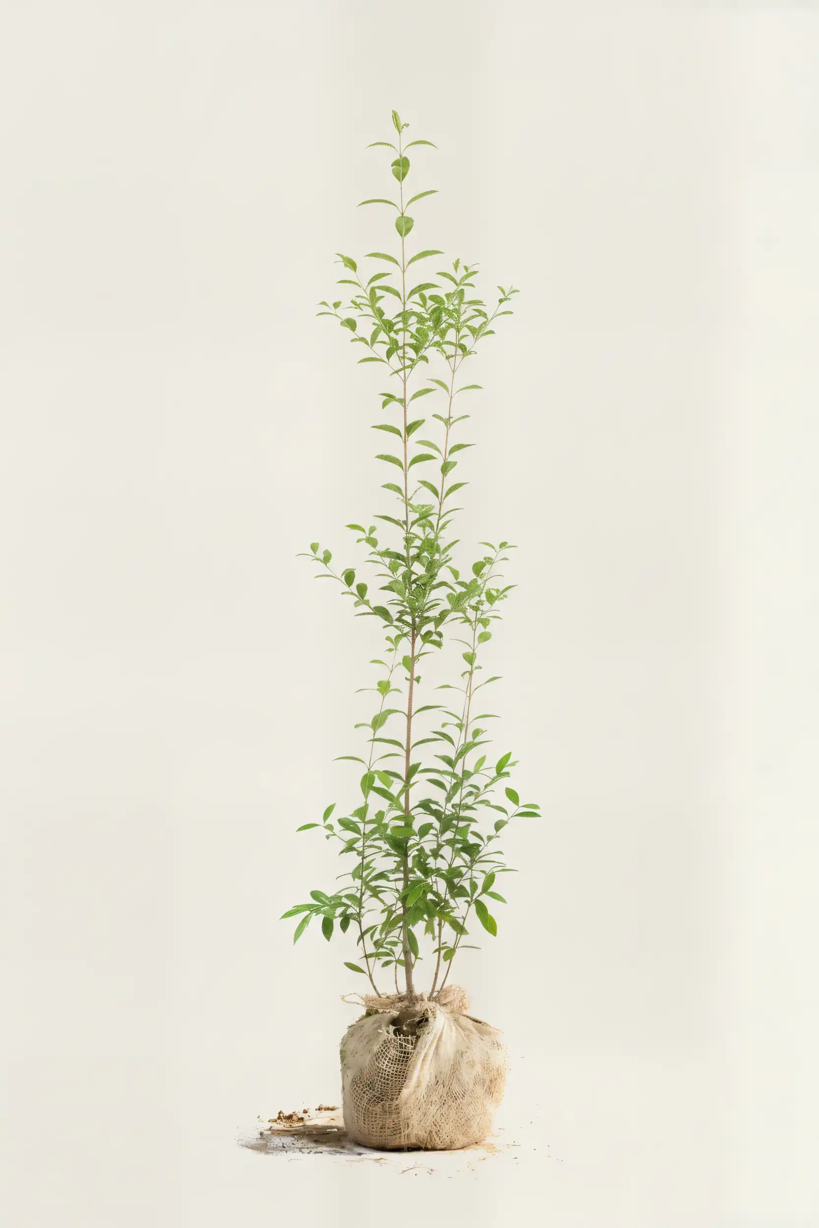 Bredbladig liguster häck Budgetpack med rotklump 140-180cm - Ger omedelbar insynsskydd