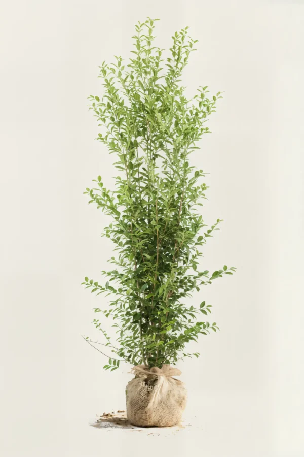 Bredbladig liguster häck Budgetpack med rotklump 220-260cm - Ger omedelbar insynsskydd