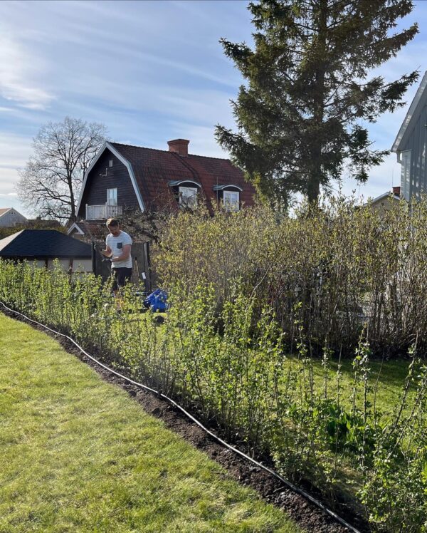 Vintergrön Liguster Rotklump 220-260cm Budgetpack - Bild 2